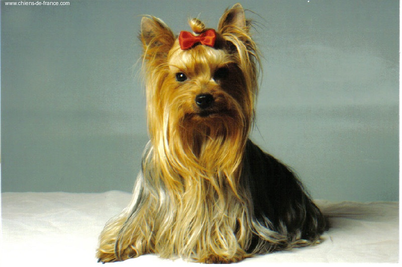 Ophélie (Sans Affixe)